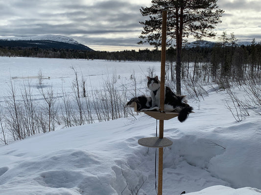 kissapuu cat photoshoot day in winter