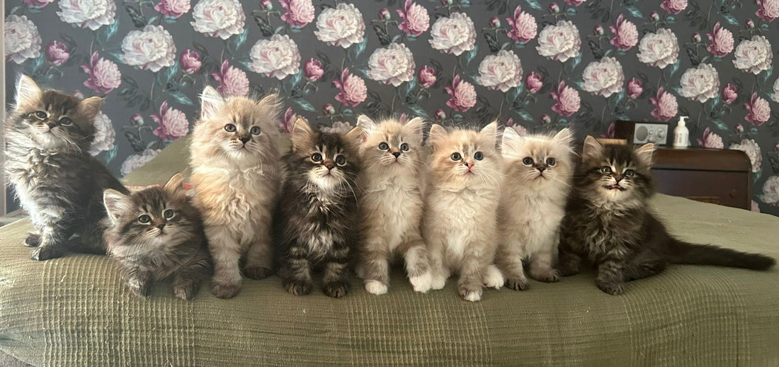 cat breeder responsibility