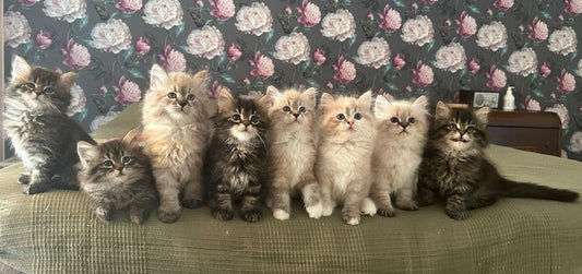cat breeder responsibility