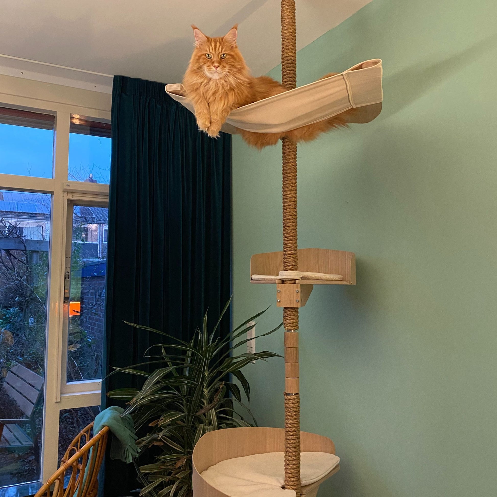 maine coon cat hammock maine coon riippumatto