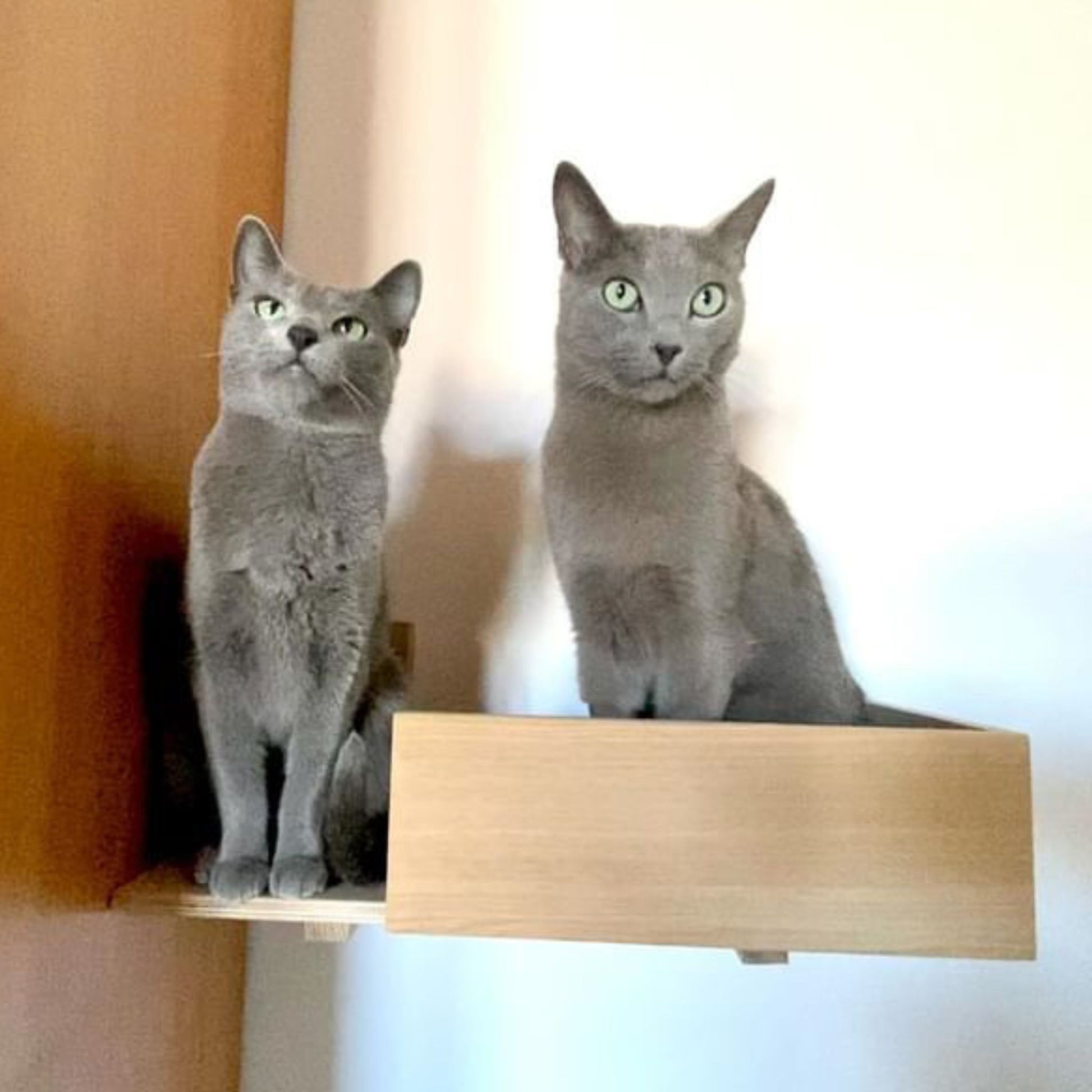 cat wall shelf kissan seinahylly