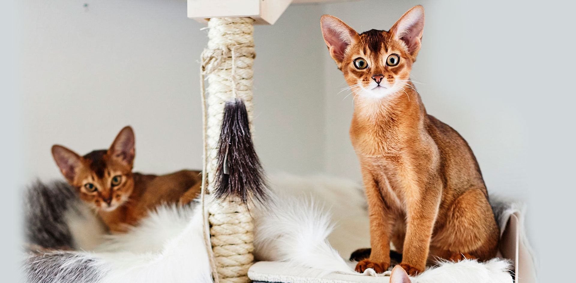 Abyssinialaiset-Kissapuun-nukkumatasolla abyssinian cats in cat tree