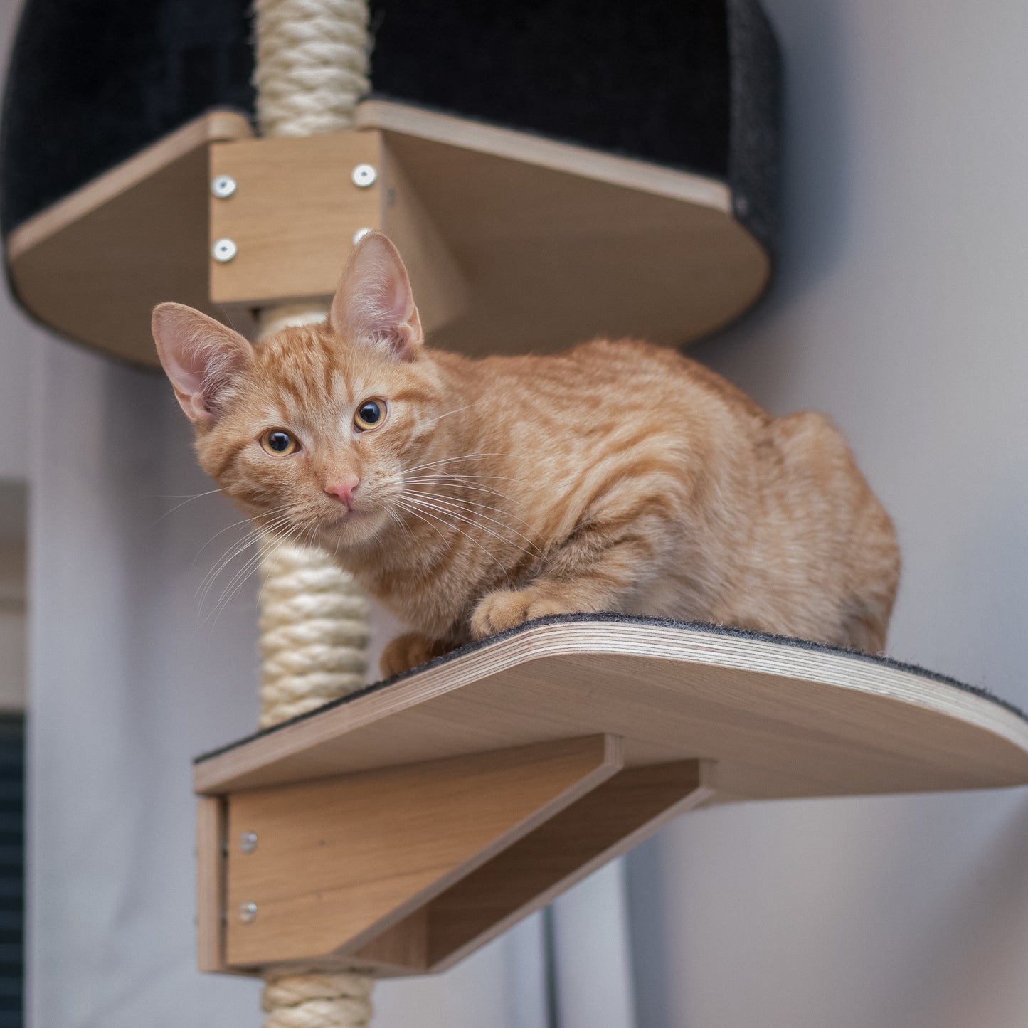 kissapuu kissojen raapimispuu kissojen kiipeilypuu slim cat tree