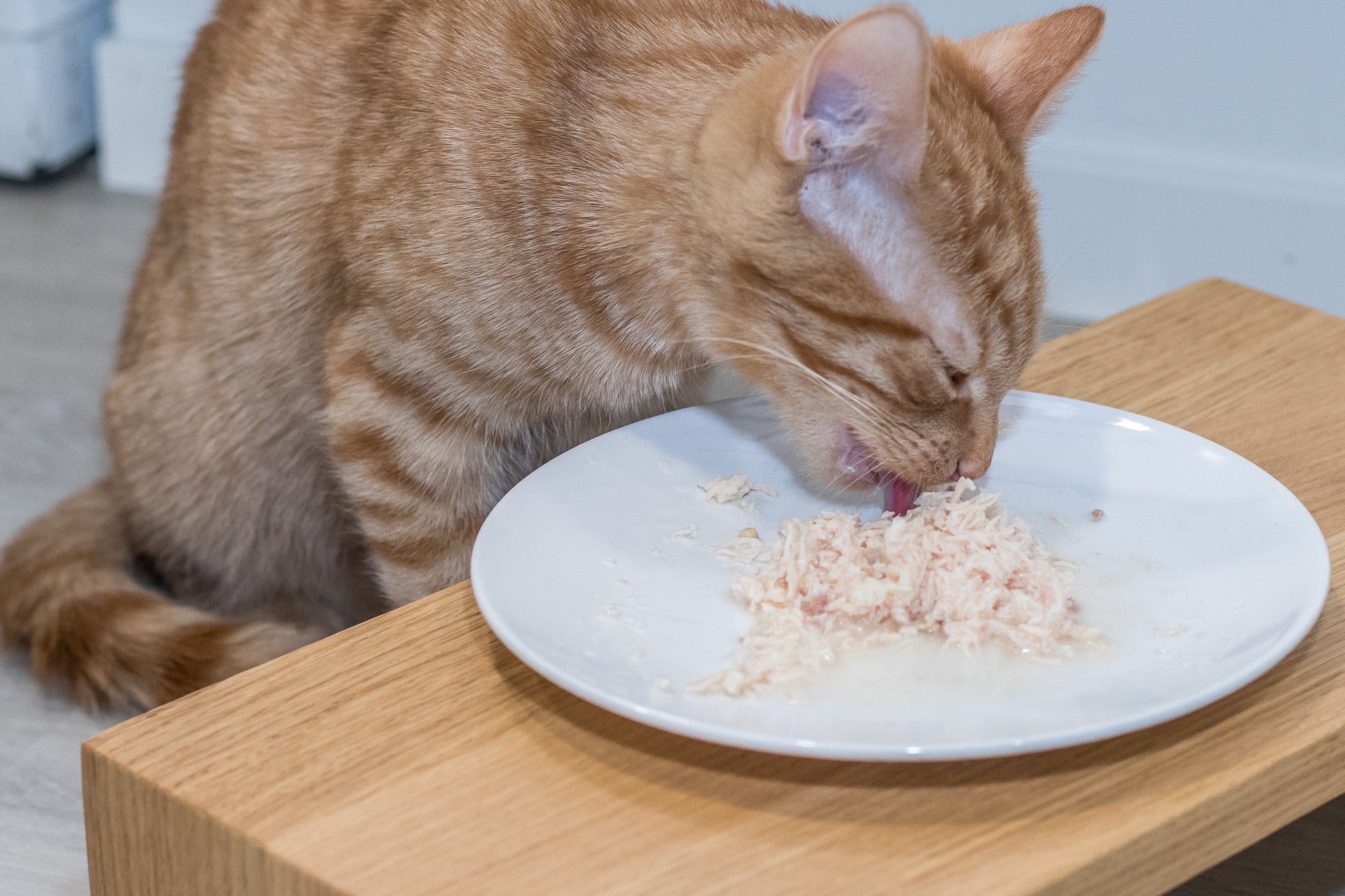 kissapuu_kissan_ruokailutaso_cat_food_table