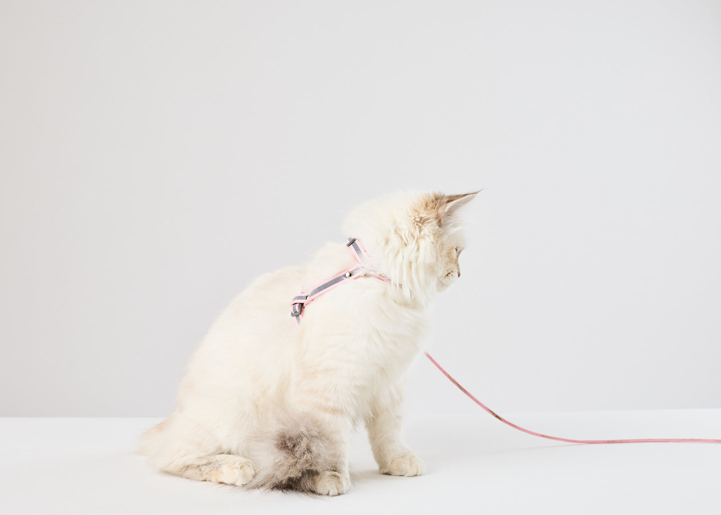 cat_harness_leash_vegan_material