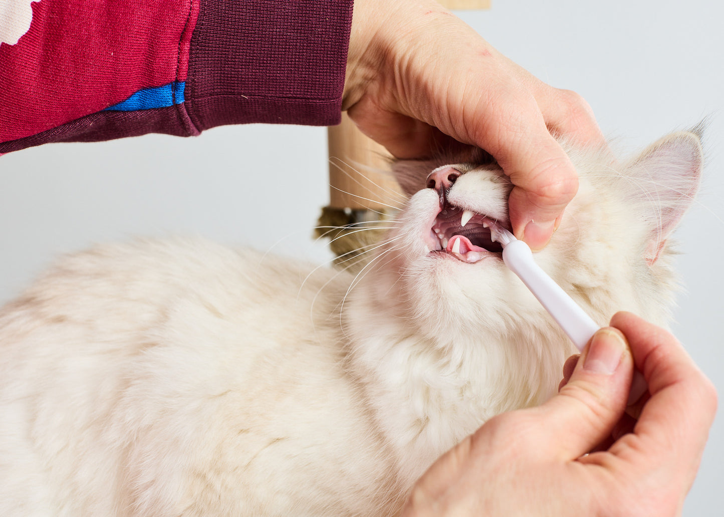 kissapuu_brushing_cat_teeth_kissan_hampaiden_harjaus