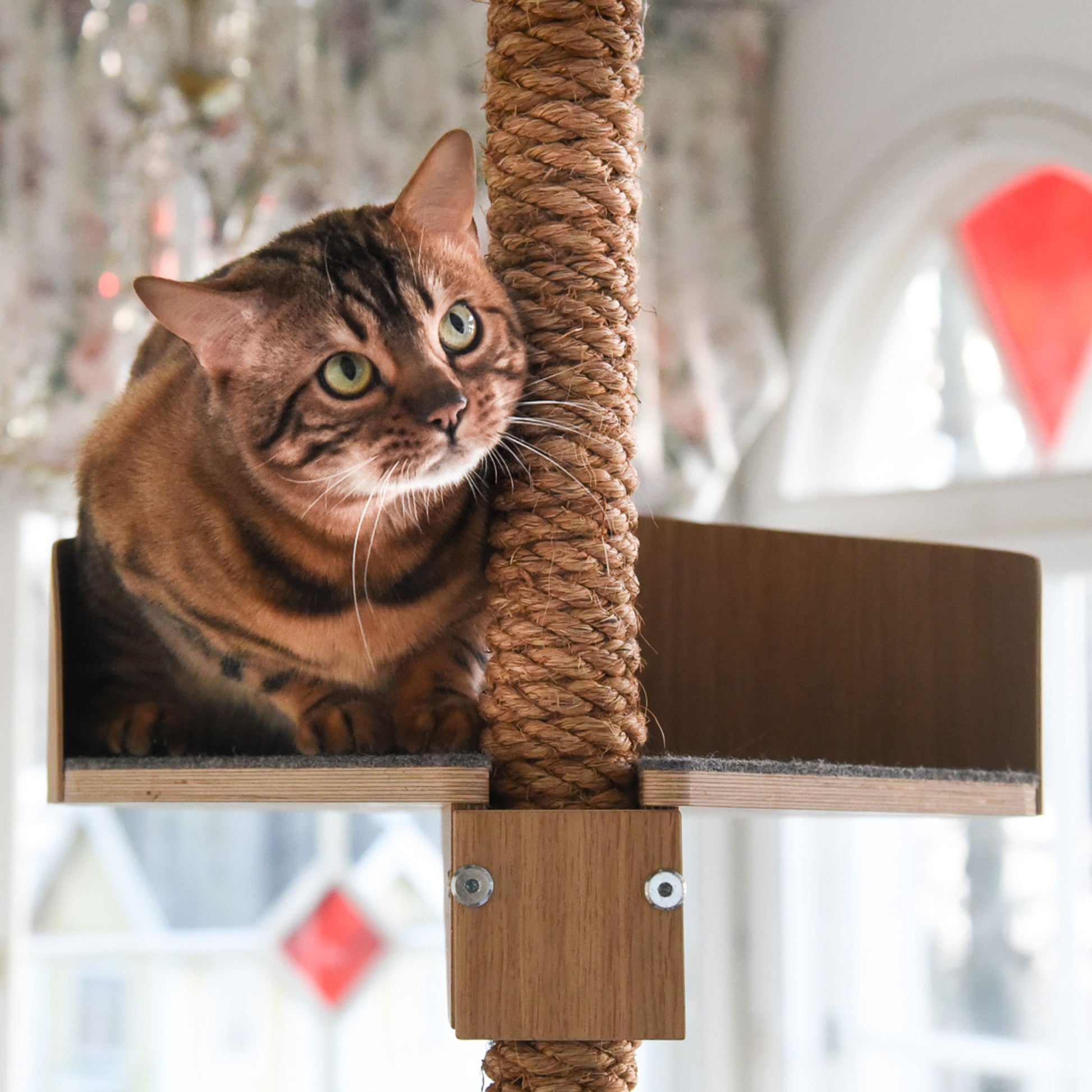 kissan kiipeilypuu kissan raapimispuu cat climbing tree cat scratching tree cat tree