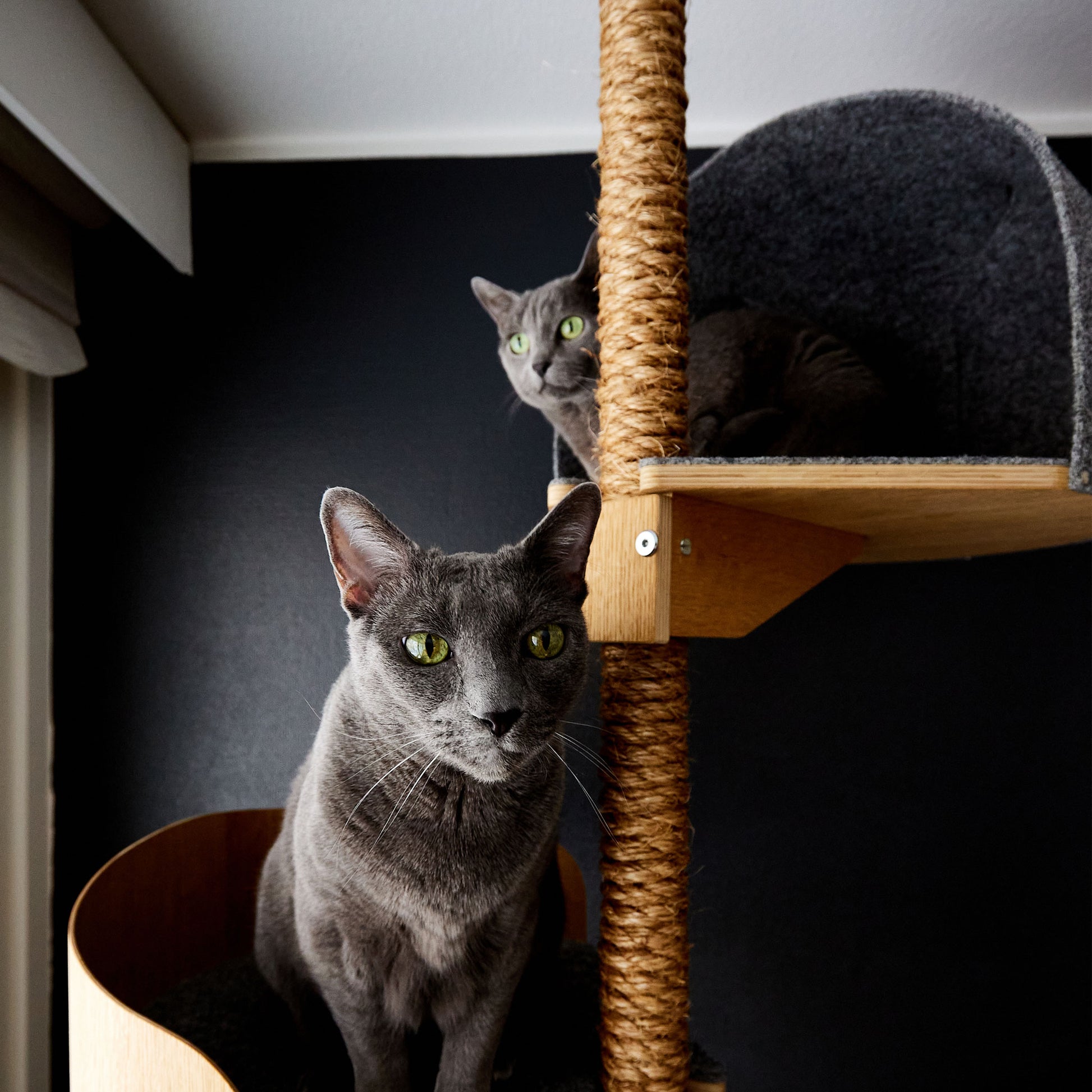 kissapuu kissan kiipeilypuu cat tree cat climbing tree cat tower