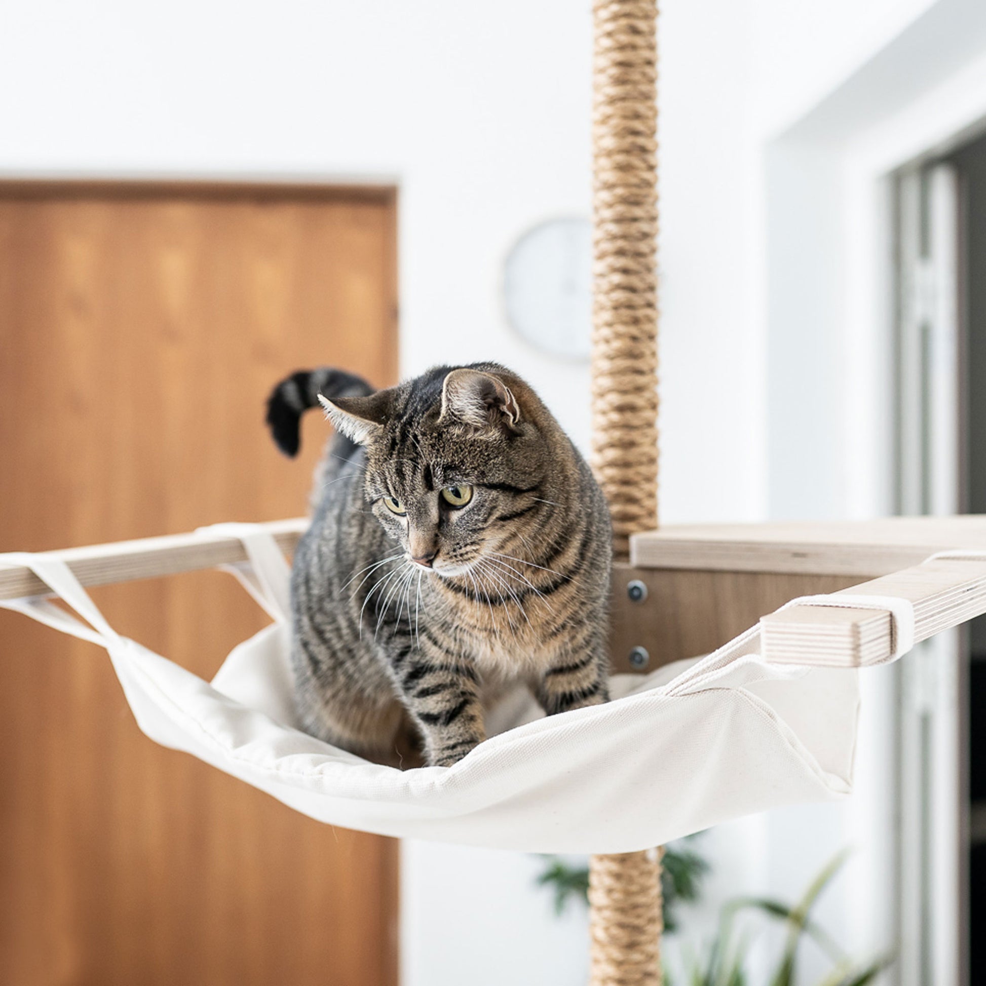 kissapuun keinu riippumatto cat tree swing hammock