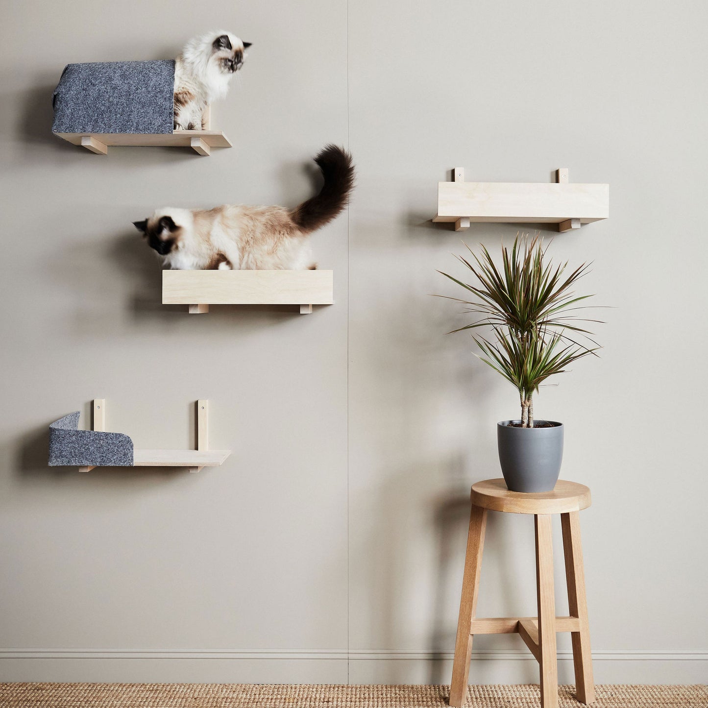 cat wall shelves system kissan seinakiipeilyrata