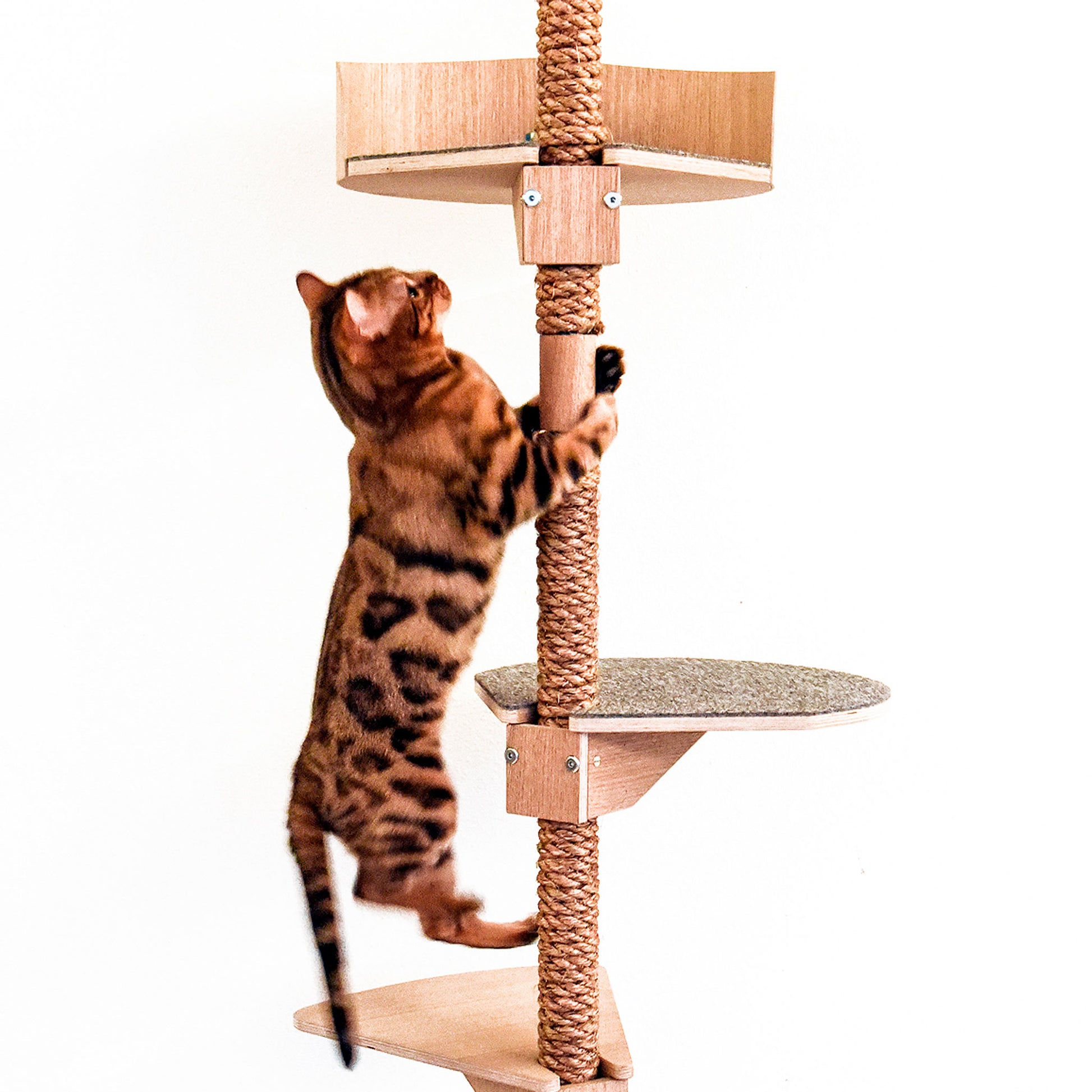 stylish cat climbing tree tyylikäs kissan kiipeilypuu