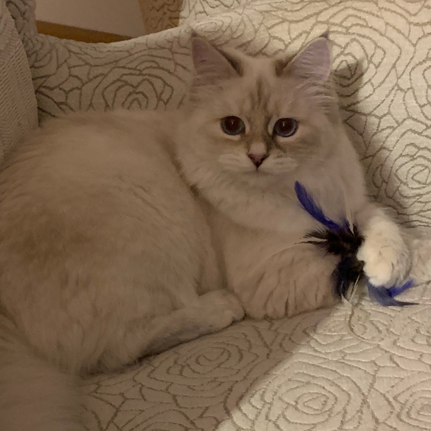Kissapuu_cat_feather_blueffy_kissapuun_houkutin