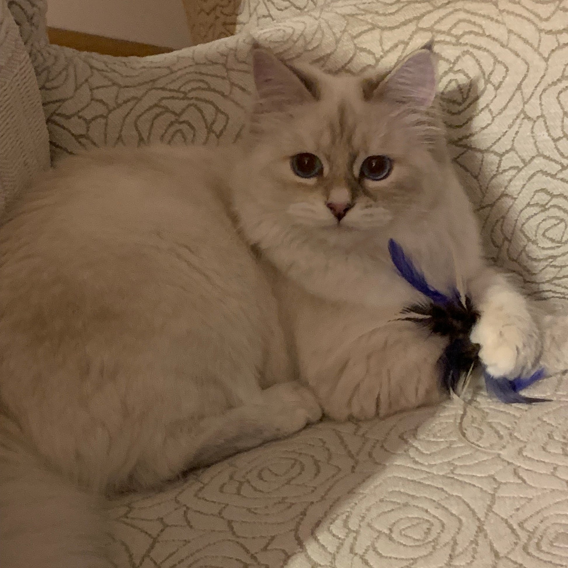 Kissapuu_cat_feather_blueffy_kissapuun_houkutin