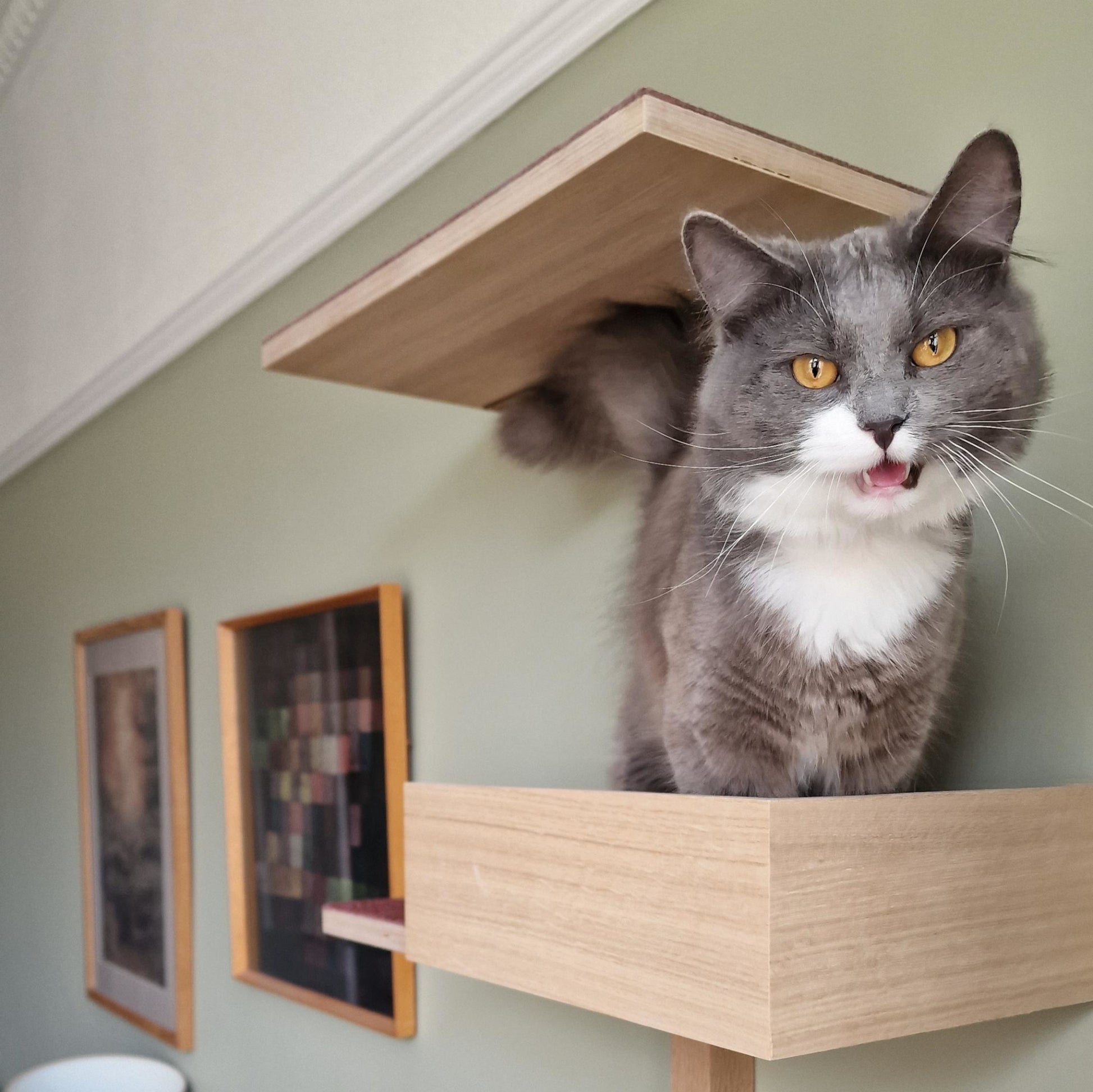 Kissapuu ladder cat wall climbing kissan seinakiipeily