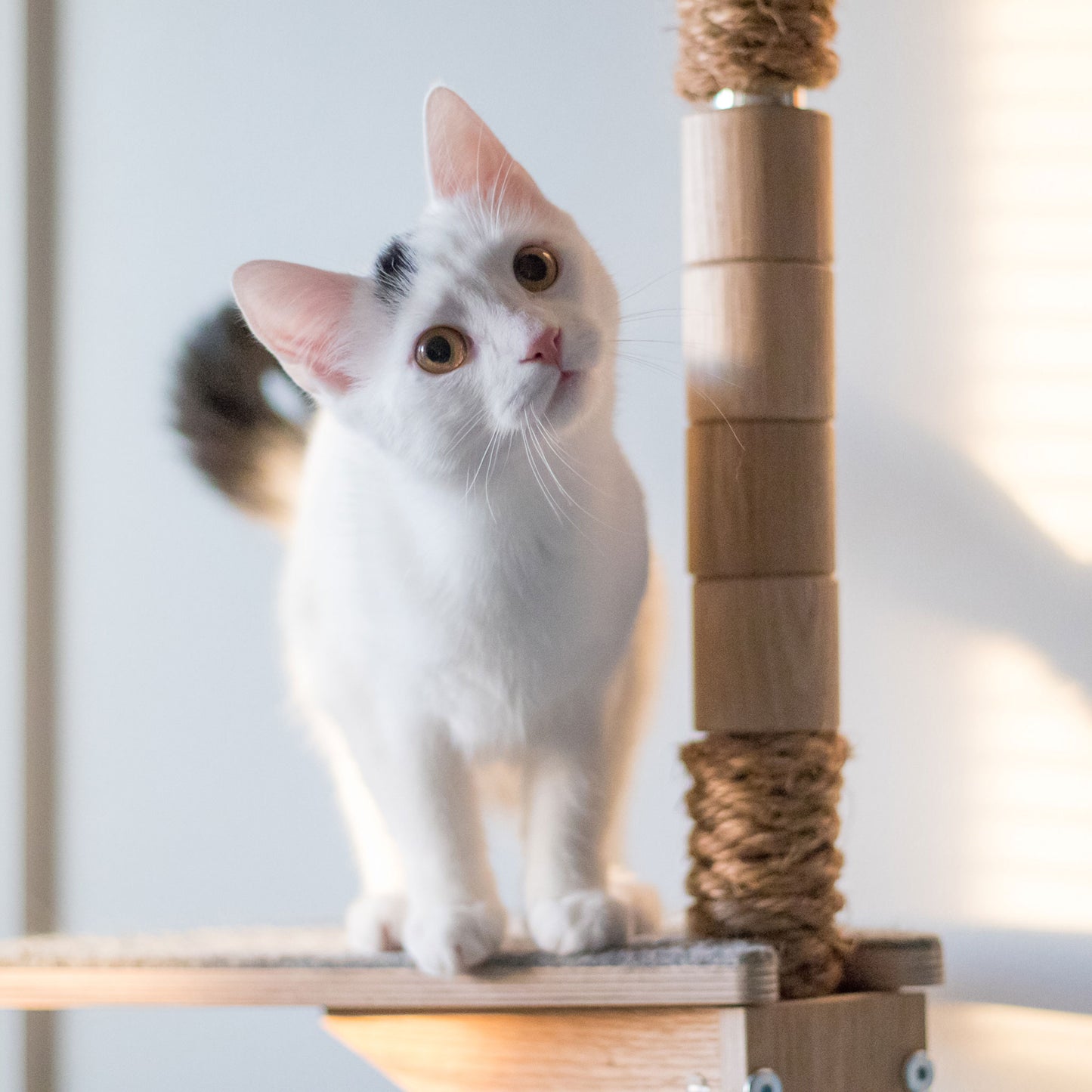kissan kiipeilypuu kissan raapimispuu cat climbing tree cat scratching tree