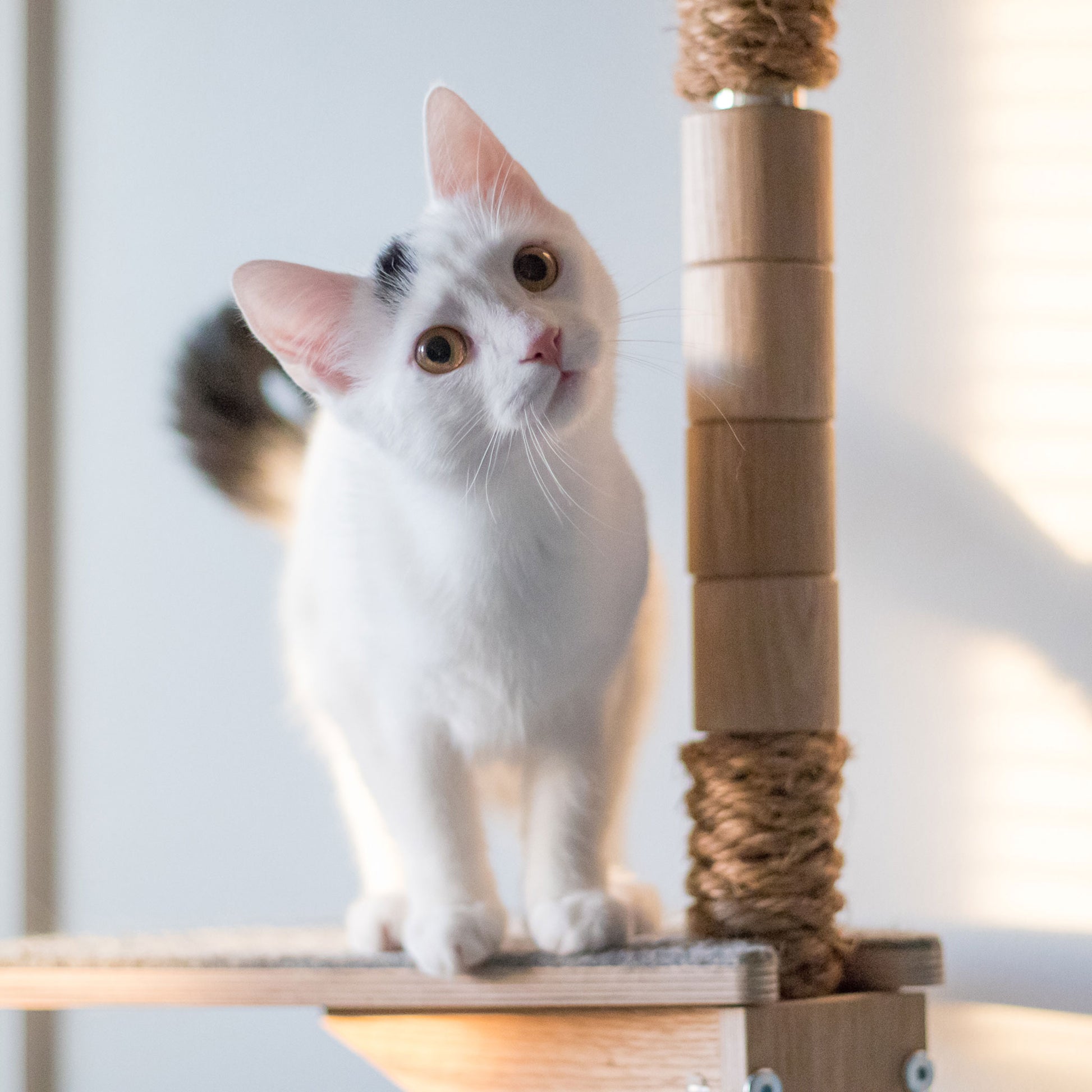 kissan kiipeilypuu kissan raapimispuu cat climbing tree cat scratching tree