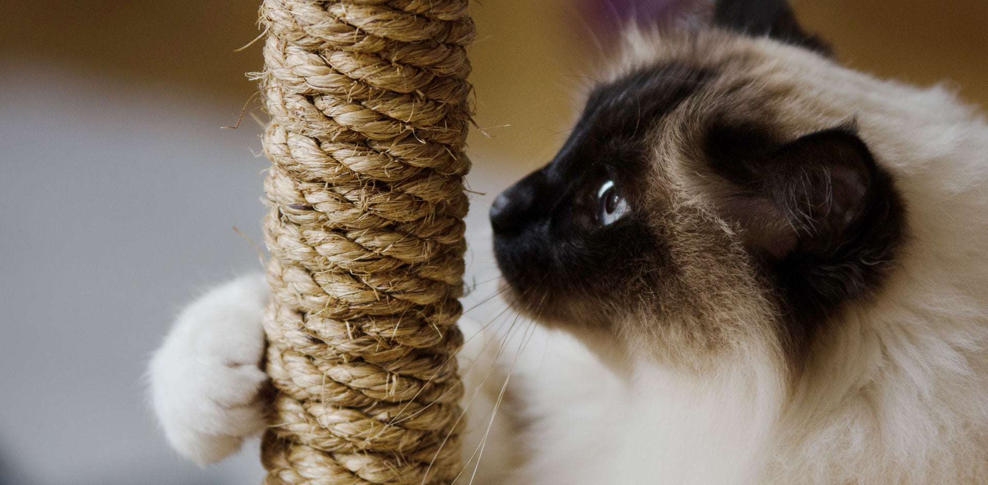 stylish cat climbing tree tyylikäs kissan kiipeilypuu