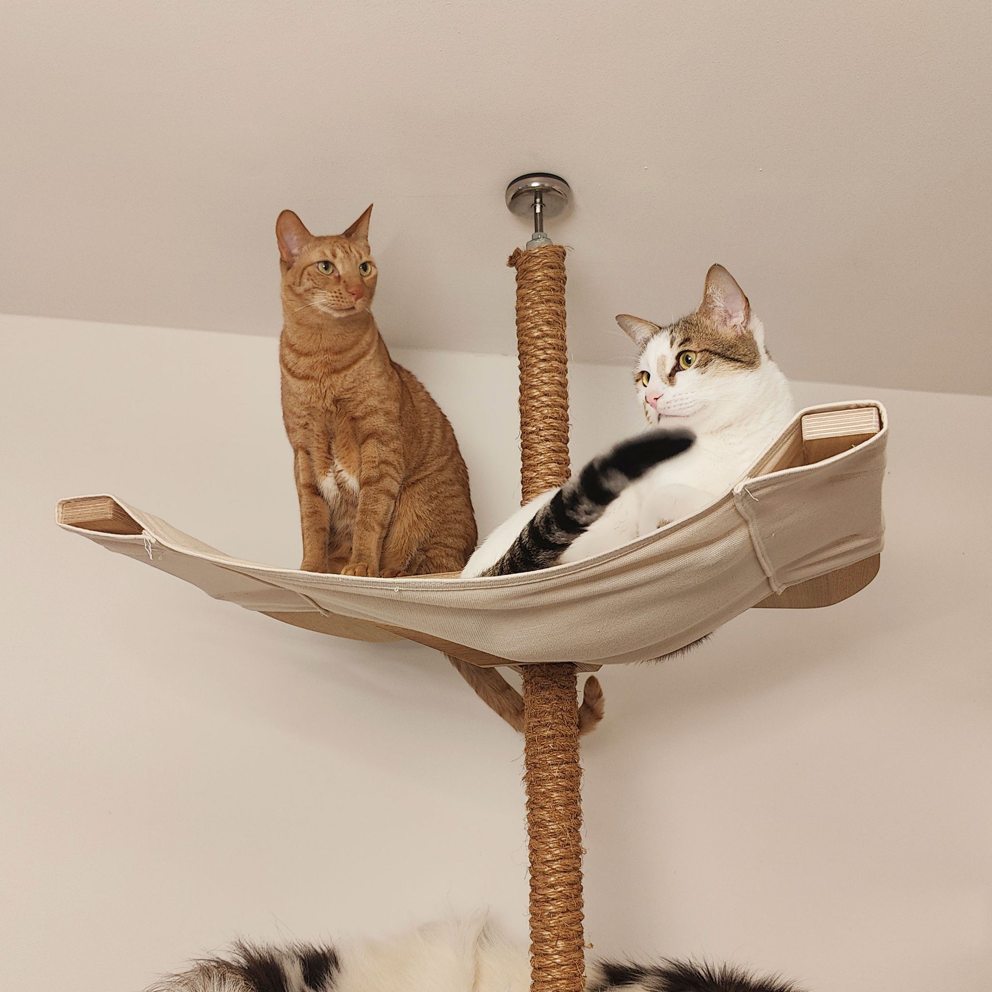 kissapuu riippumatto kissan riippumatto cat tree hammock cat hammock