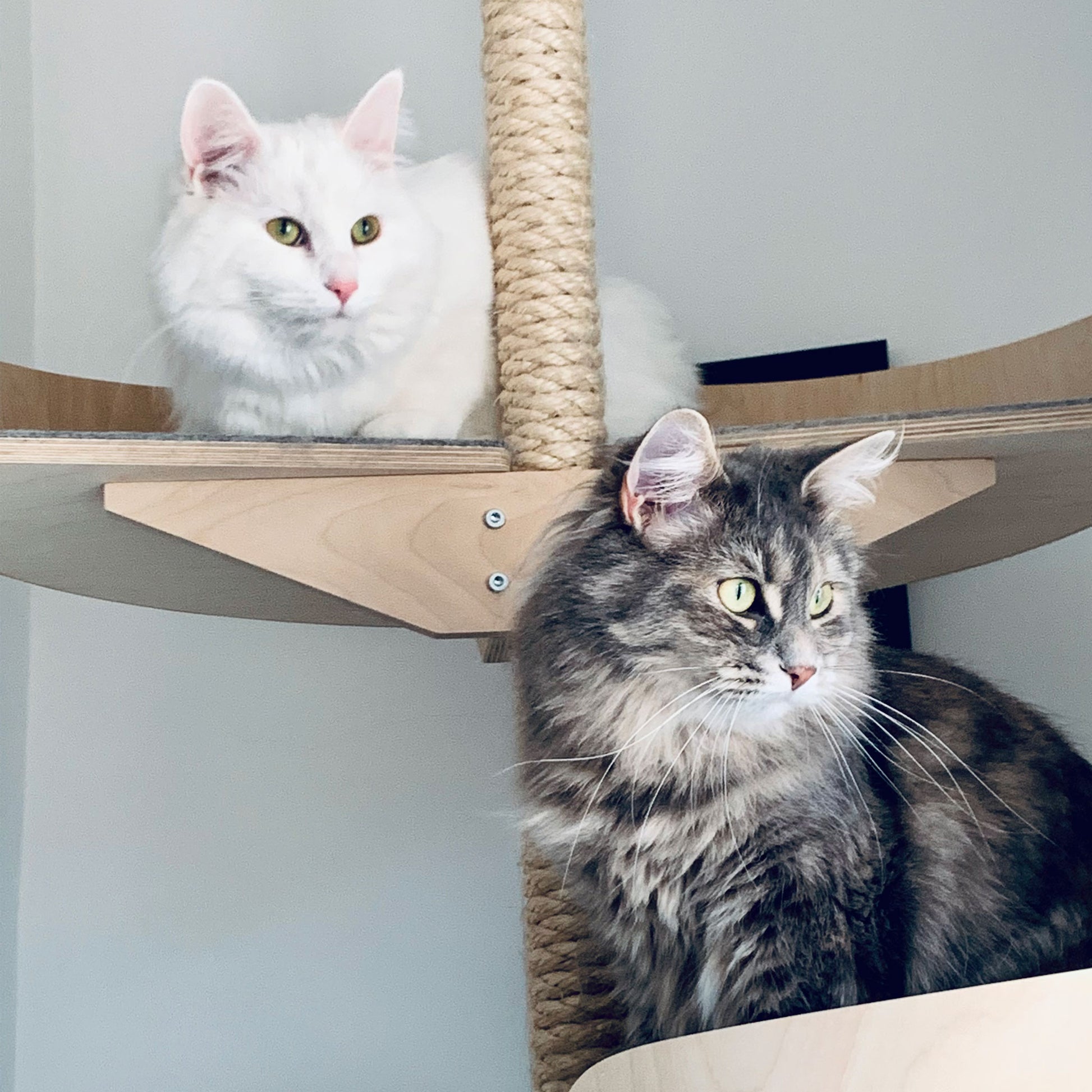 Kissojen kiipeilytorni kissapuu cat climbing tower cat climbing tree