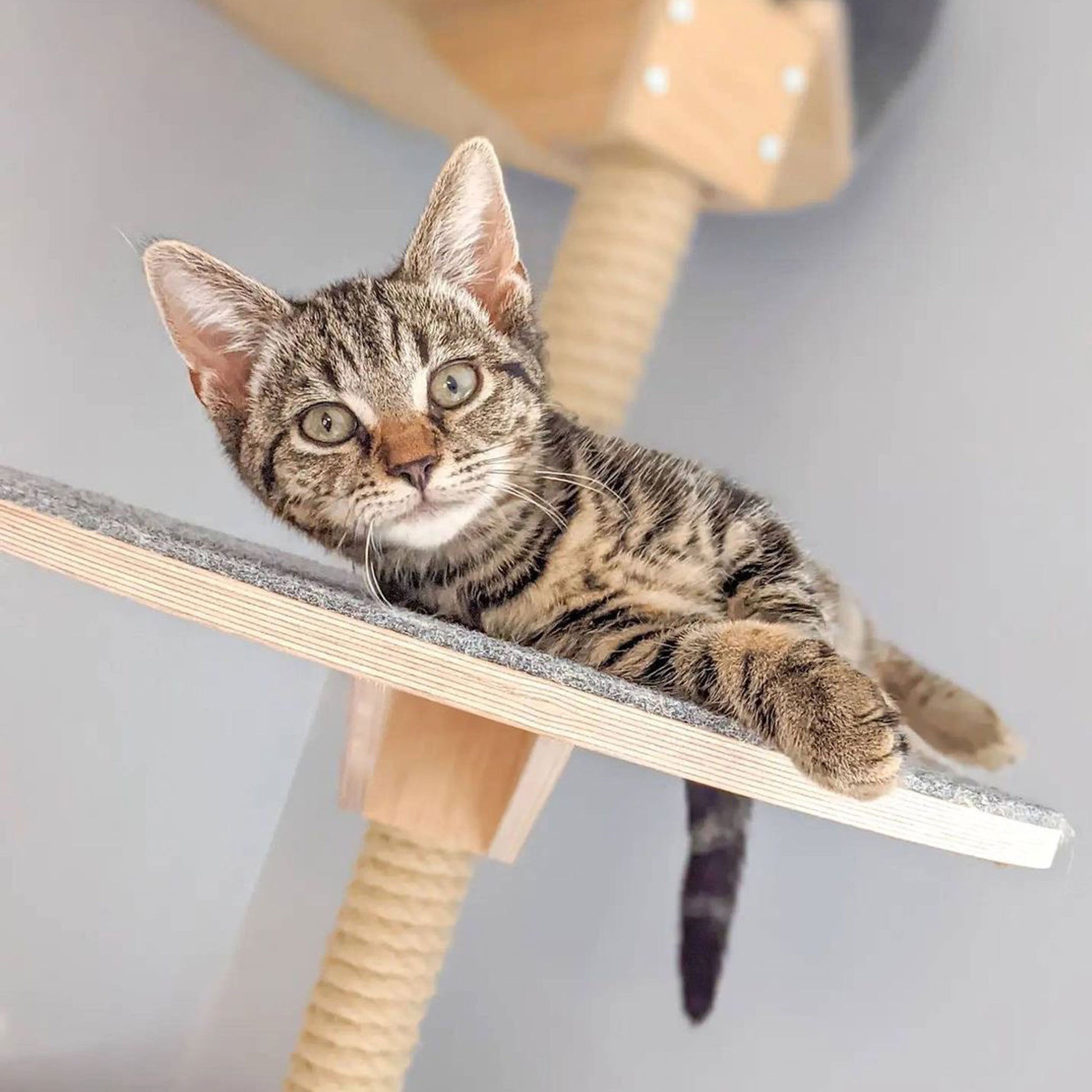 floor to ceiling cat tree vähän tilaa vievä kissan kiipeilypuu