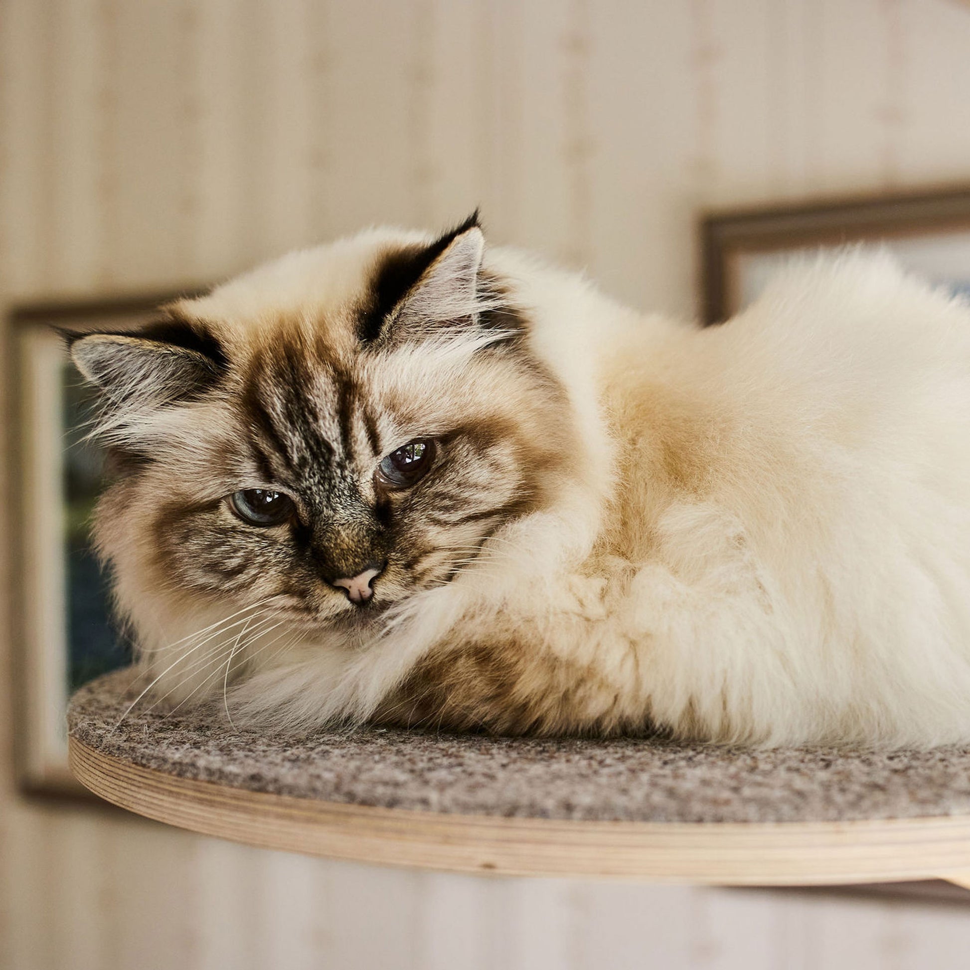 floor to ceiling cat tree vähän tilaa vievä kissan kiipeilypuu