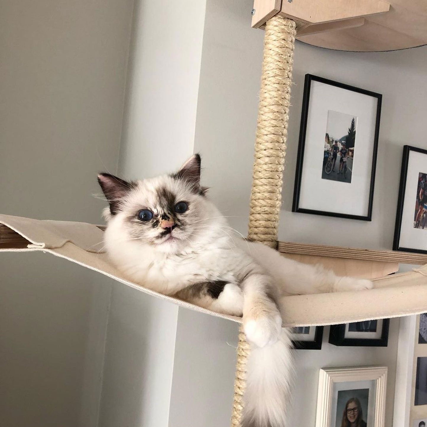 kissapuu riippumatto kissan riippumatto cat tree hammock cat hammock