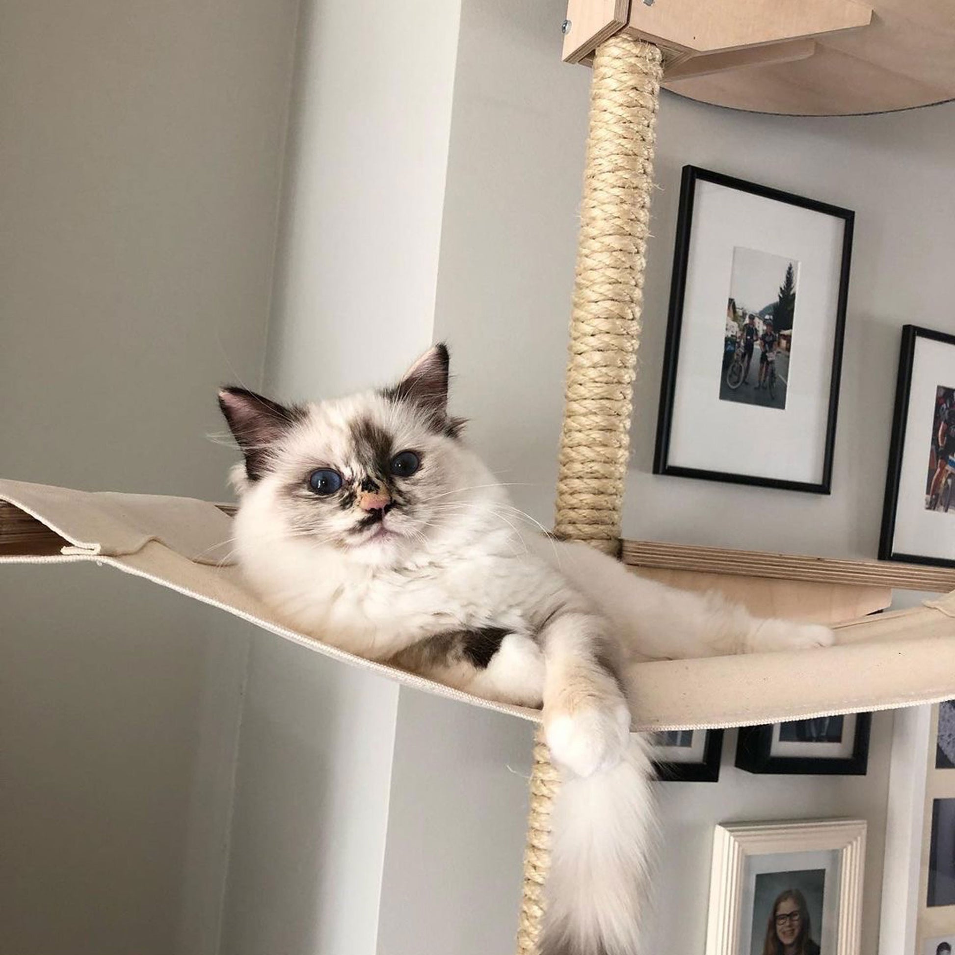 kissapuu riippumatto kissan riippumatto cat tree hammock cat hammock