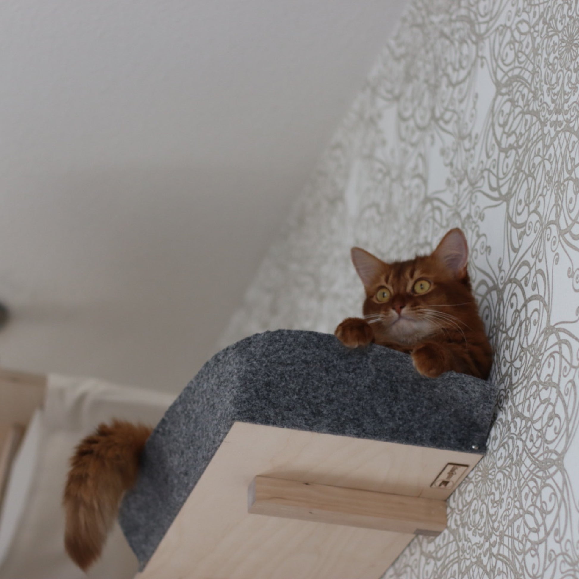 Somali cat enjoying kissapuu wall shelf somalikissa kissapuun seinahyllyssa