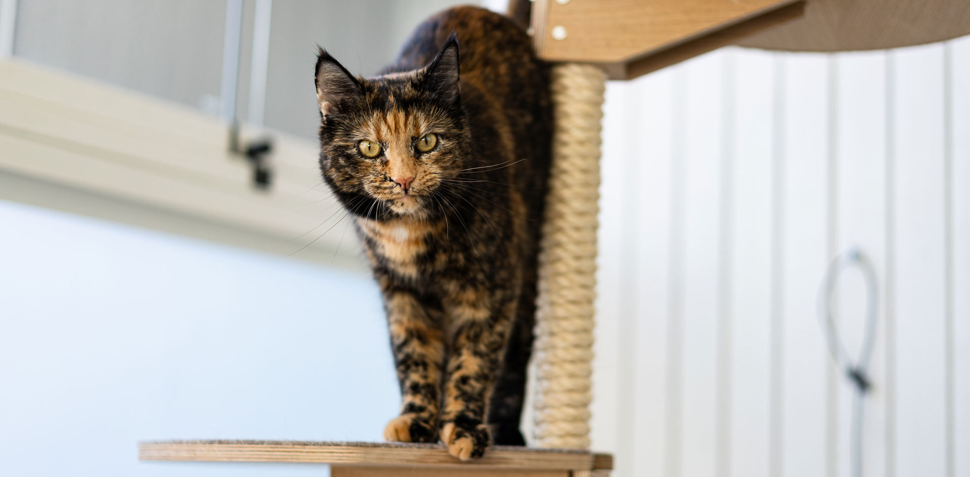 cat in a cat tree kissa kiipeilypuussa