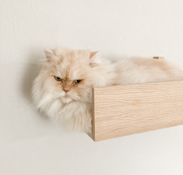 cat wall shelf of oak veneer kissan seinähylly tammiviilusta