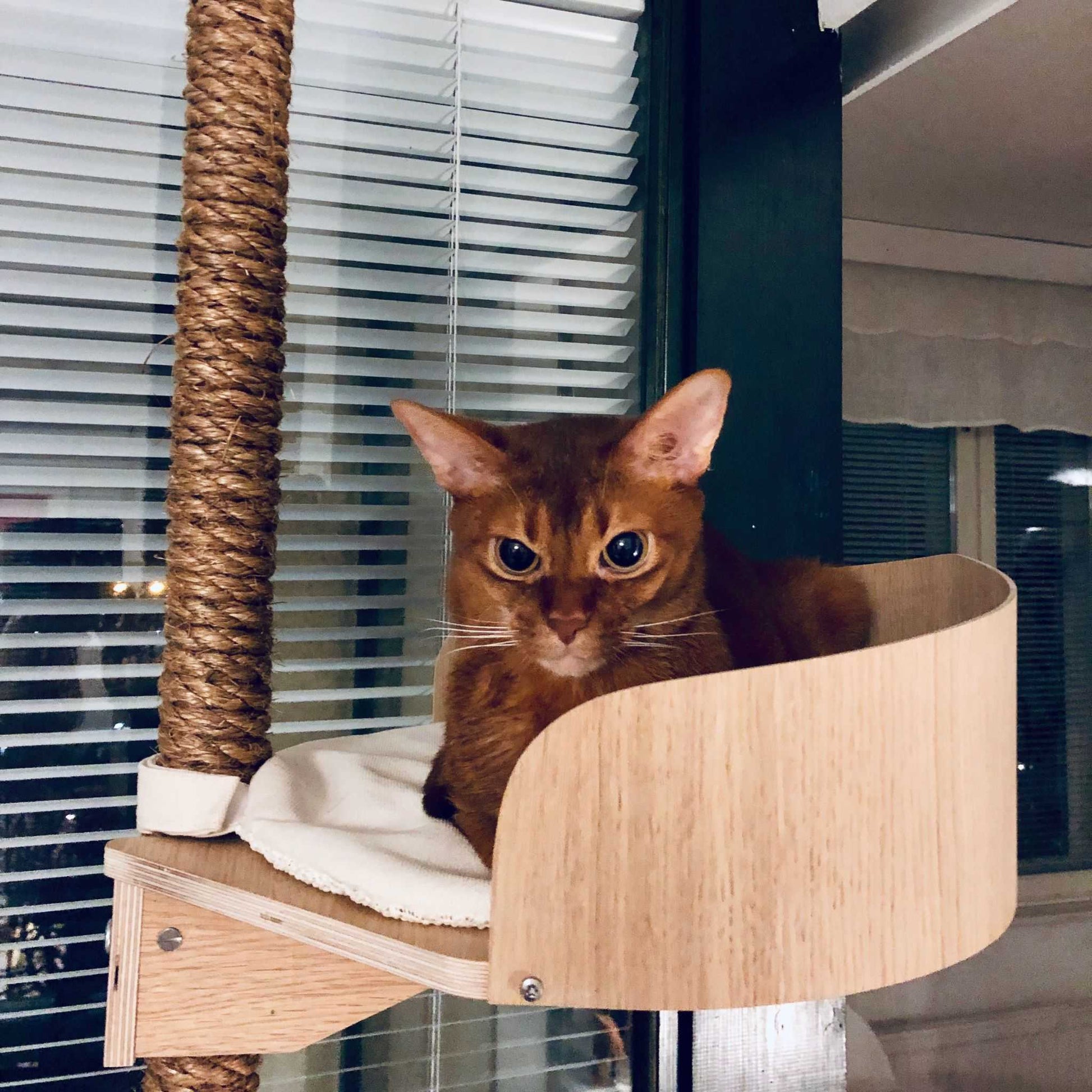cat bed cat bed cushion kissan peti kissan nukkumisalusta
