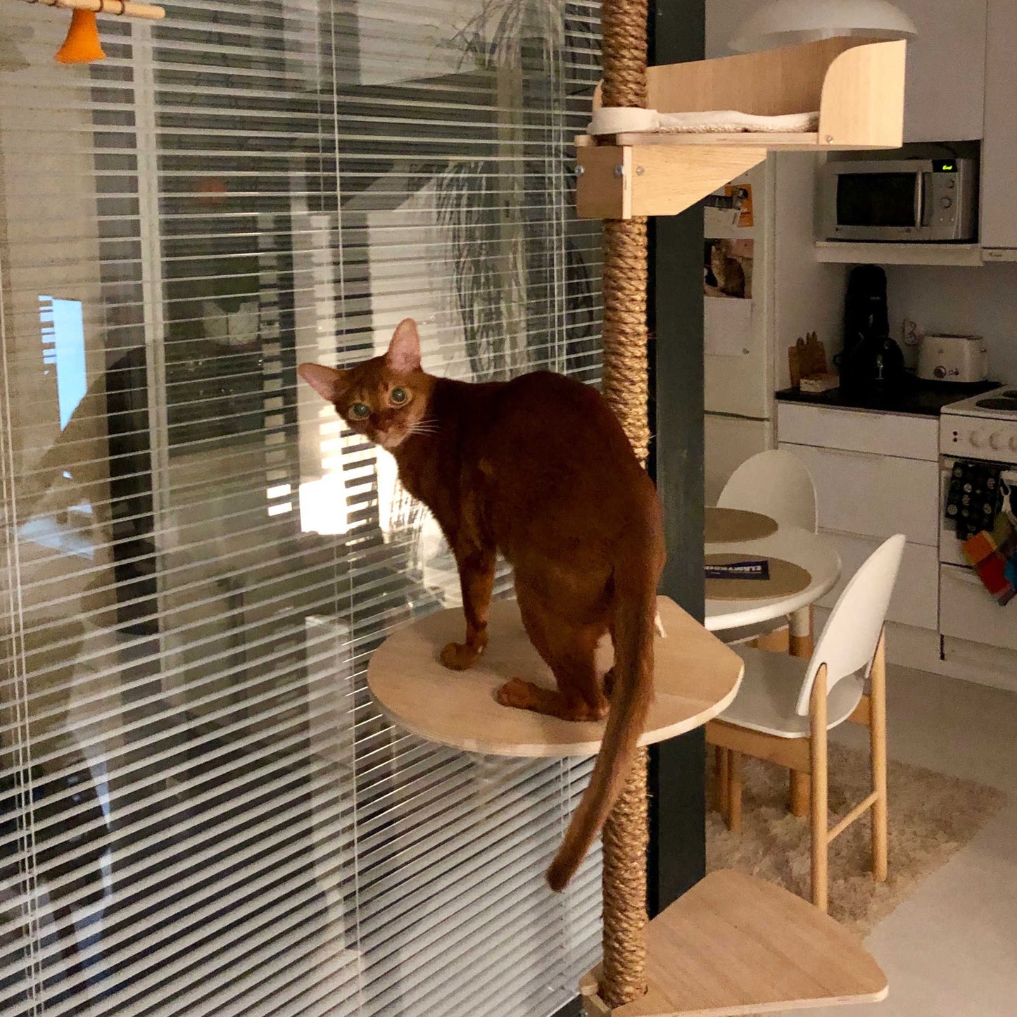 floor to ceiling cat tree cat climbing tree for big cats