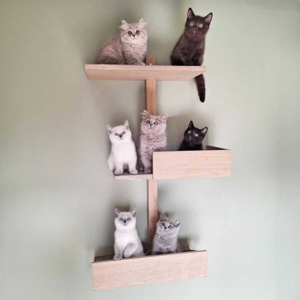 cat ladder cat wall shelves