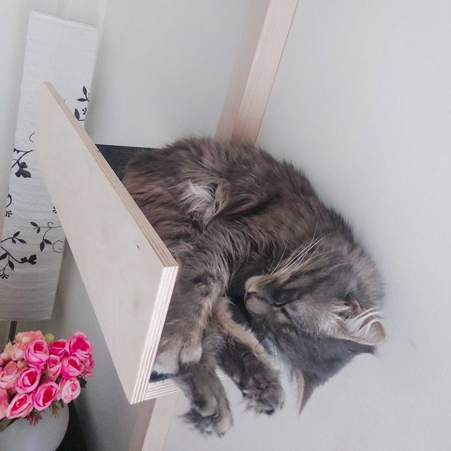cat wall climbing system kissan seinäkiipeily