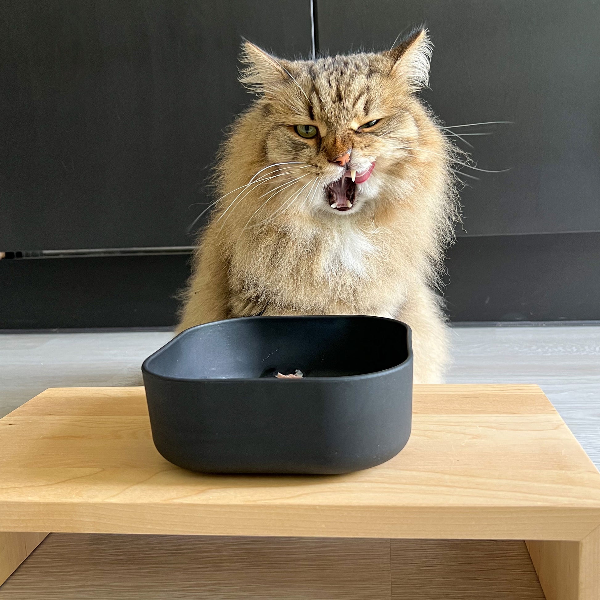 kissapuun kissan Ruokailutaso cat food table