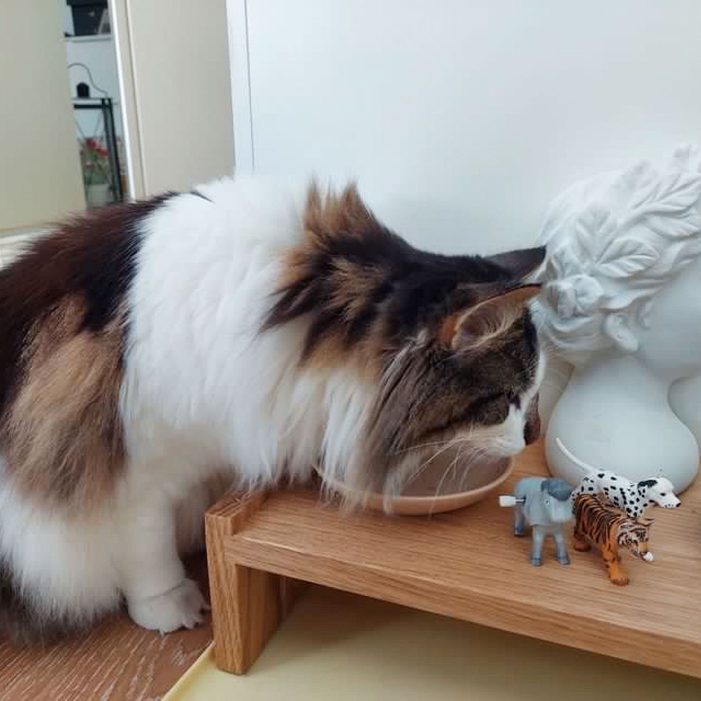kissapuun kissan ruokailutaso cat feeding table