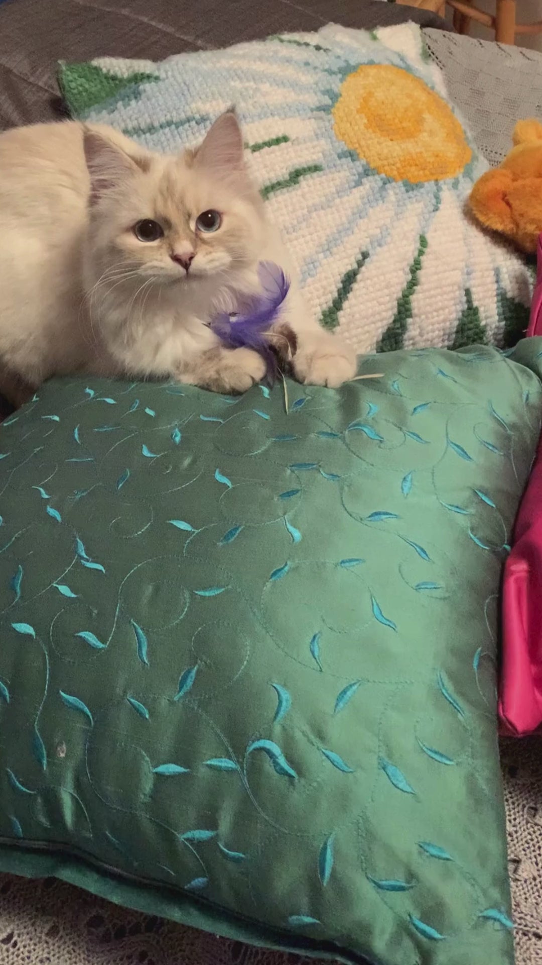 cat_feather_toy