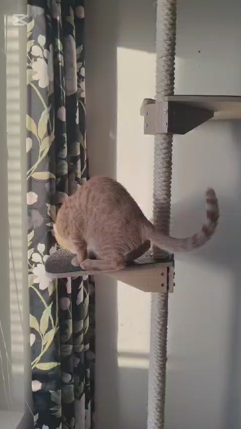 Kissapuu cat climbing system_kissan kiipeily