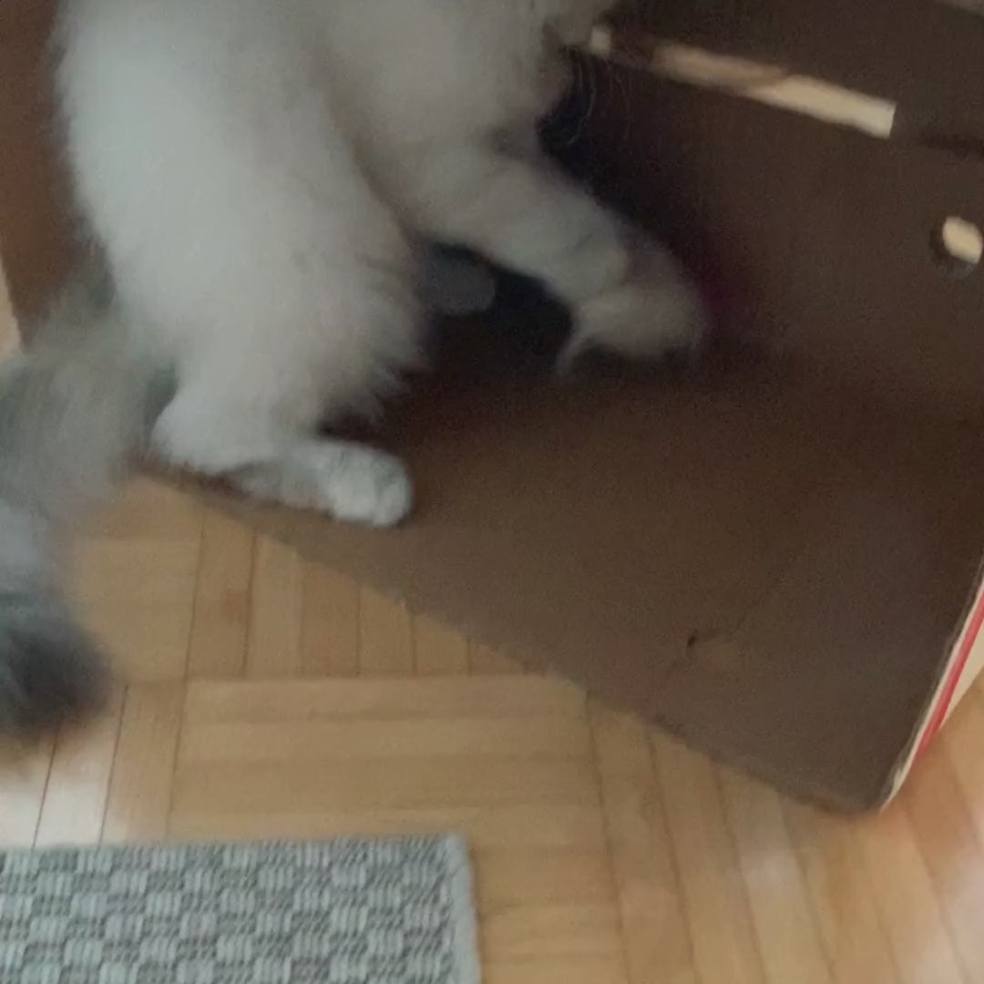 cat_playing_kissa_leikkii