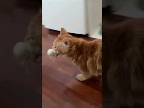 kitten playing with natural material toy