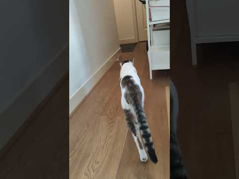 cat playing with natural material toy