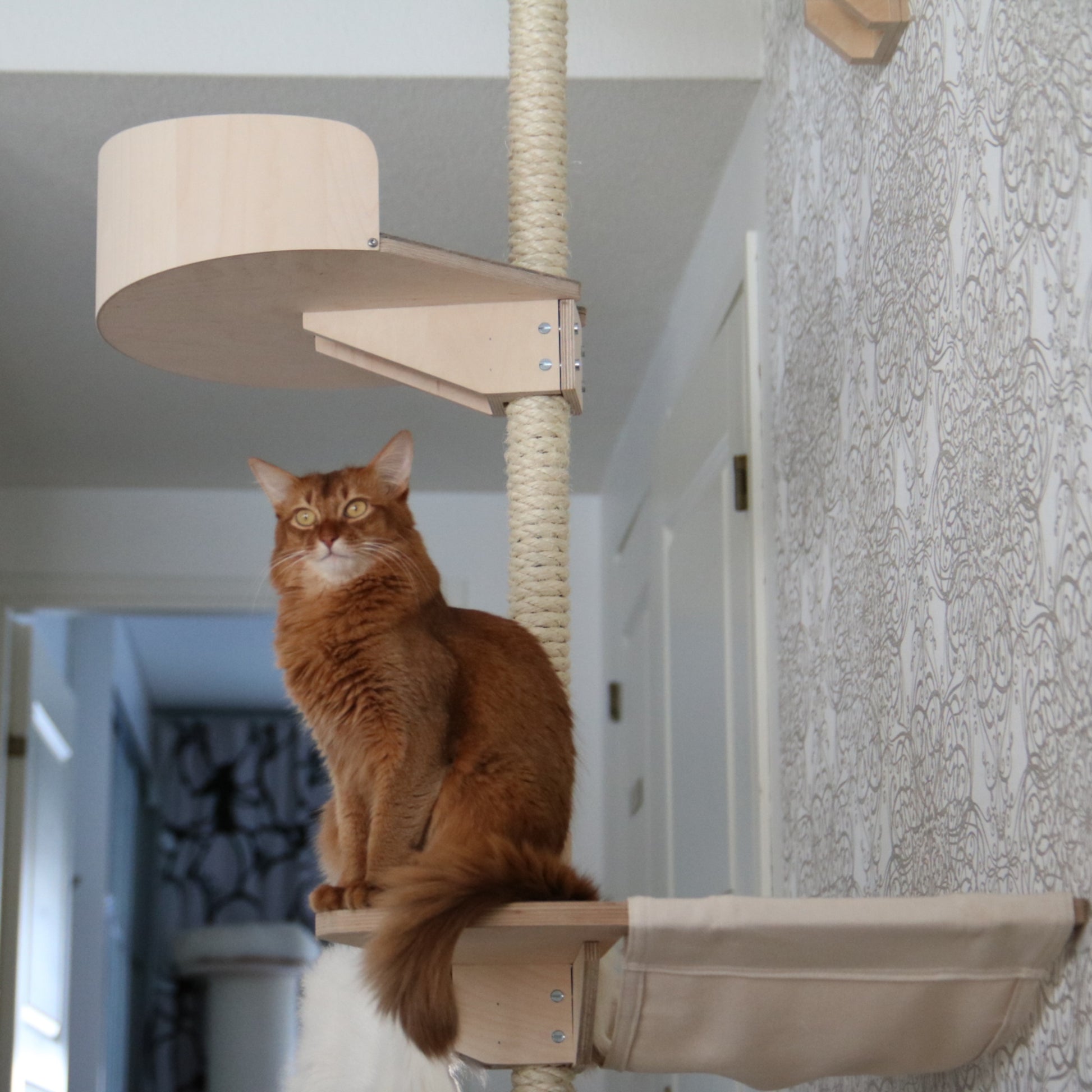 somalikissa kissapuun riippumattotasolla somali cat on kissapuu cat tree hammock