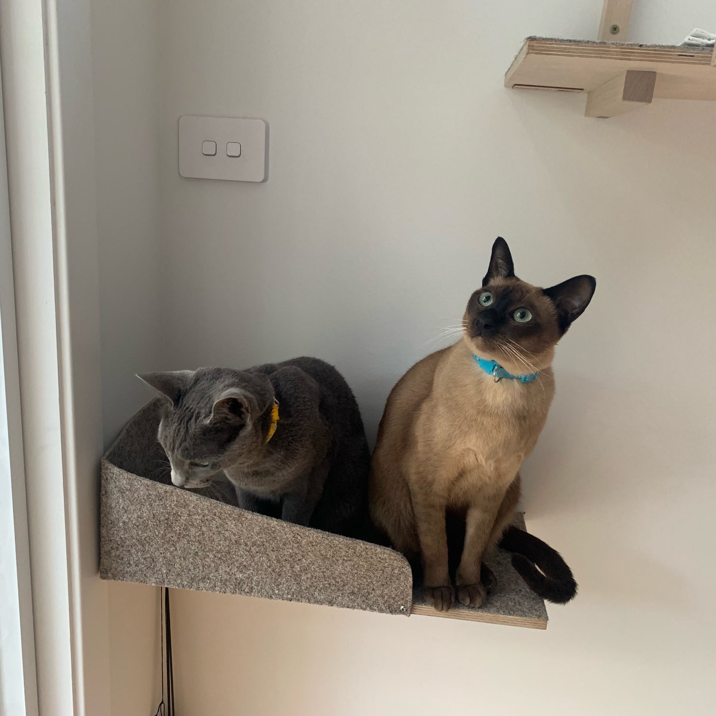 tonkinese_boy_kissapuu_wall_shelves_in australia_kissan seinähylly huopalaita australiassa