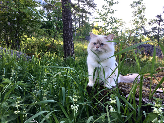 kissa ulkoilee, kissan aktivointi, kissan elämänlaatu, kissan kanssa kävelyllä, kissan turvallinen ulkoilu valjaissa, kissan valjaat, mielekästä tekemistä kissalle, ulkoileva kissa