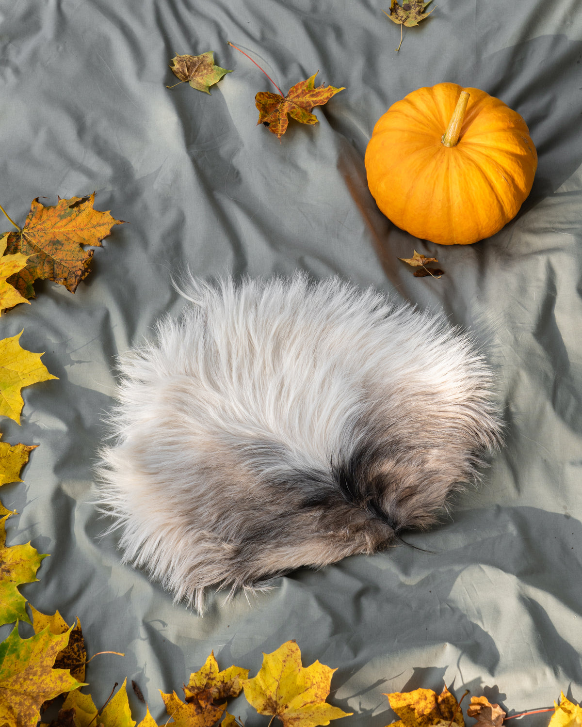Kissan nukkuma-alusta vuohentaljalla