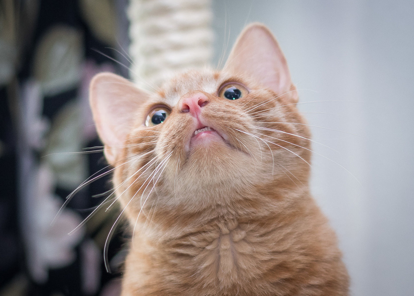 Virbac cat toothbrush
