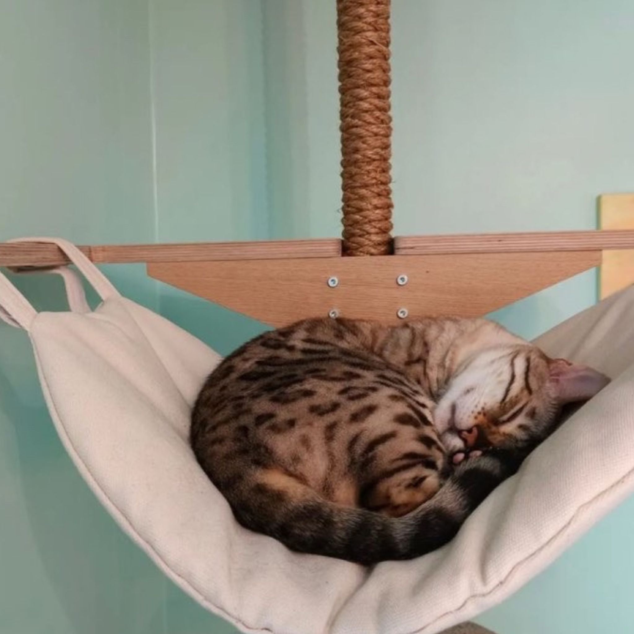 Cat hammock hanging from ceiling hotsell