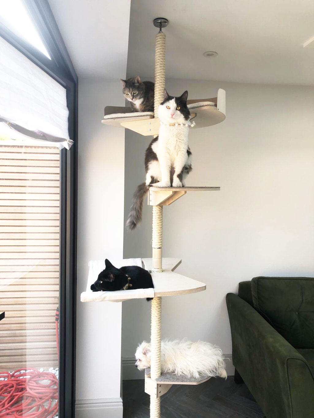 cat climbing tree kissan kiipeilypuu