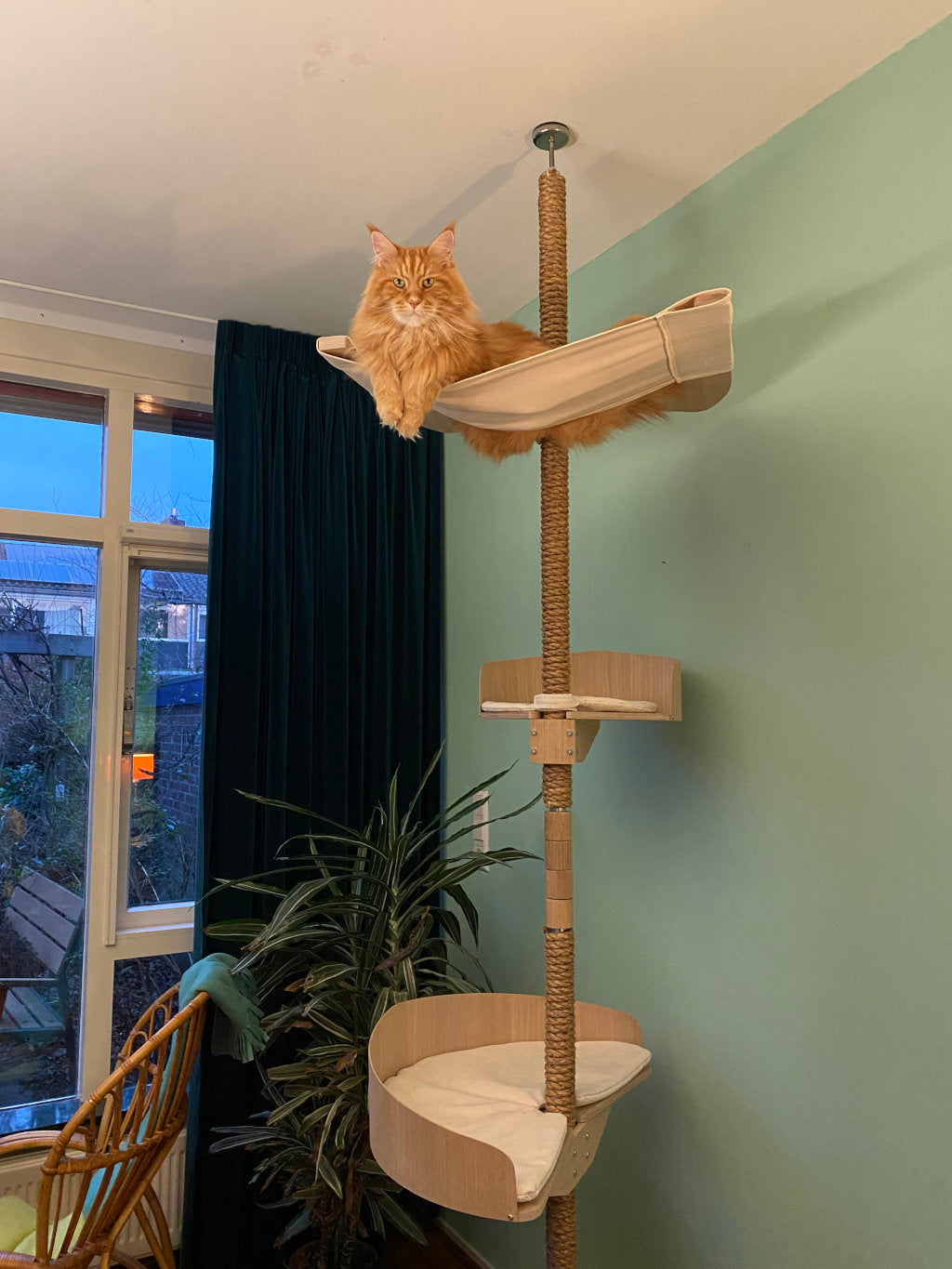 cat tree for big cats kissapuu isoille kissoille