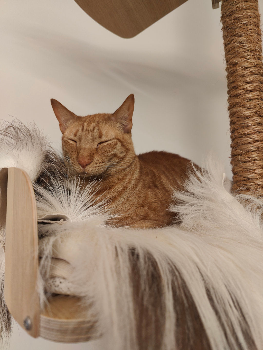 cat bed cat cushions